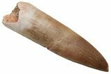 Fossil Plesiosaur (Zarafasaura) Tooth - Morocco #237470-1